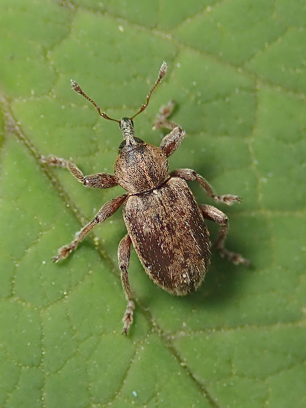 Curculionidae:  Hypera (Dapalinus) meles